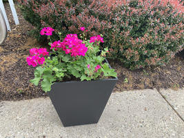ZN Pots and Plants